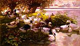 Max Ducks On A Lake
